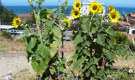 Sunflowers